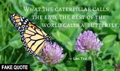 Fake Lao Tzu quote: What the caterpillar calls the end, the rest of the world calls a butterfly.